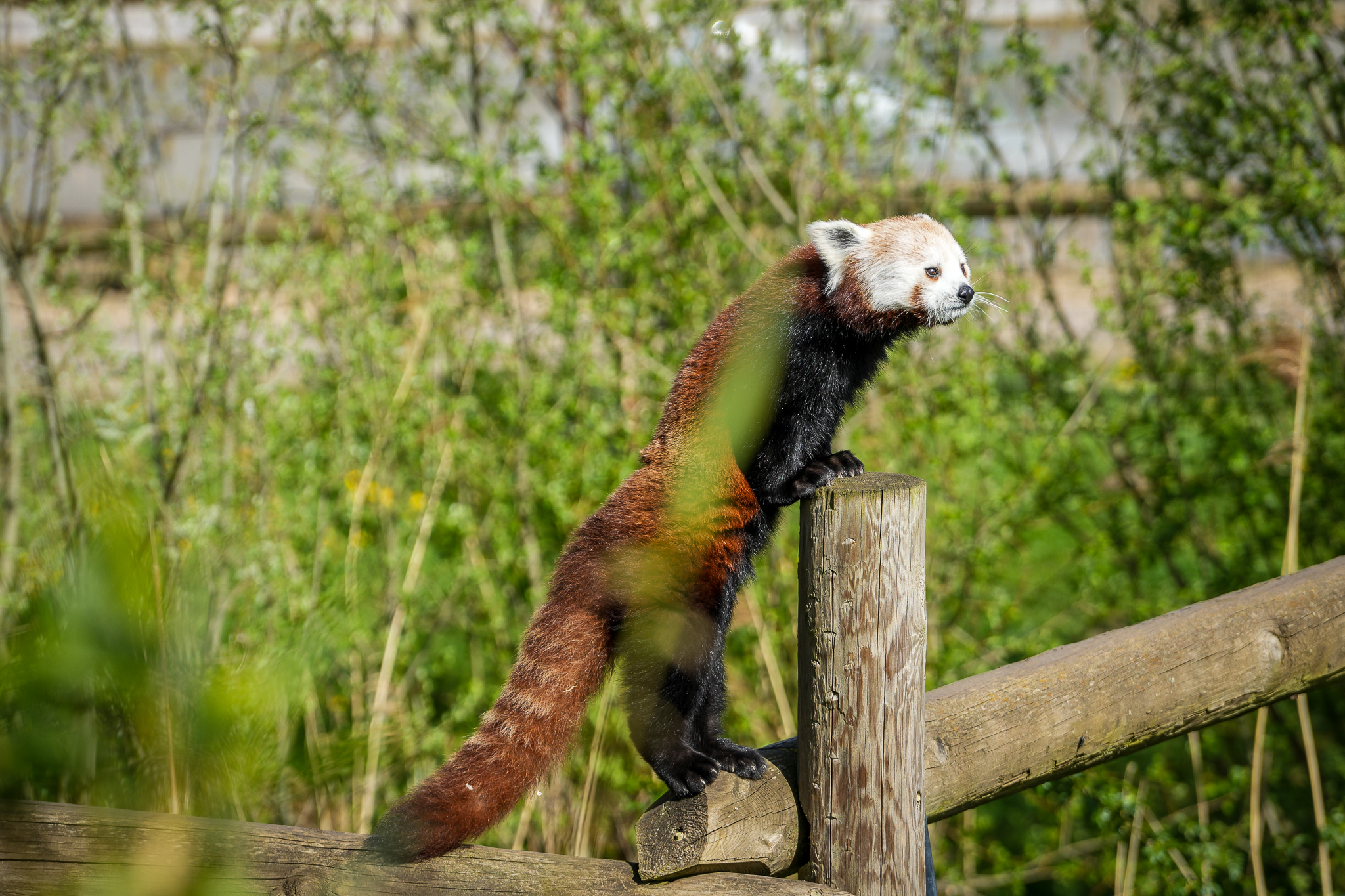 Zemi First Time Outside 13