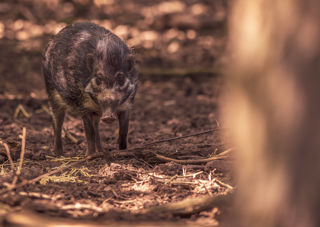 2023 05 31 2023 Warty Pig 4 Dr Ywp