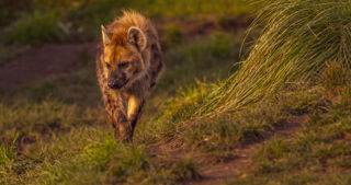 2024 Hyena Dr Ywp 1