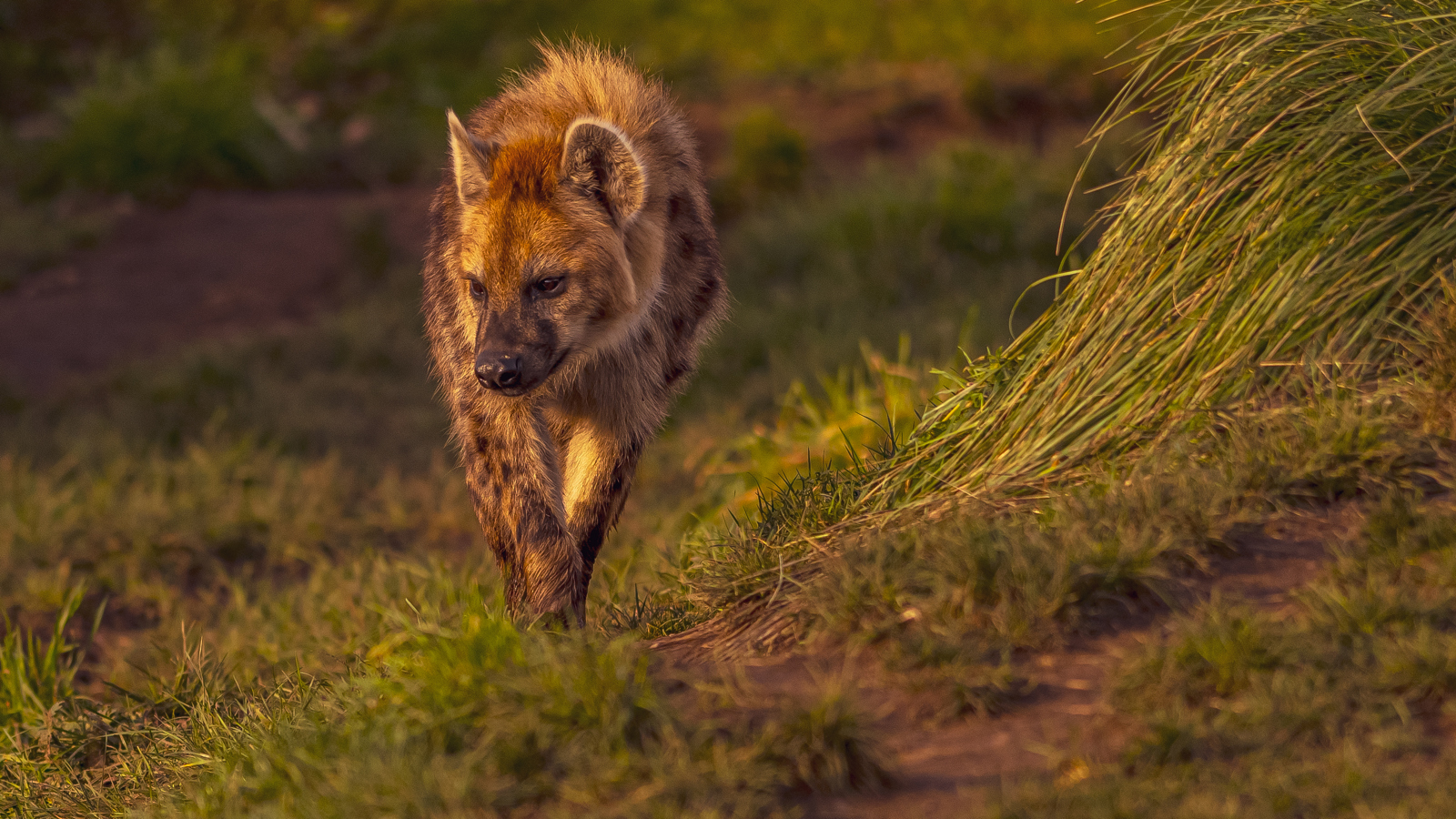 2024 Hyena Dr Ywp 1