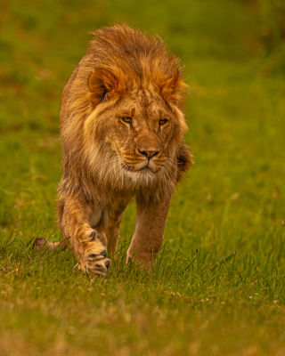 2024 Lion Rescue 2 Dr Ywp 99