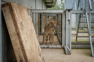 Lion Rescue 3 06