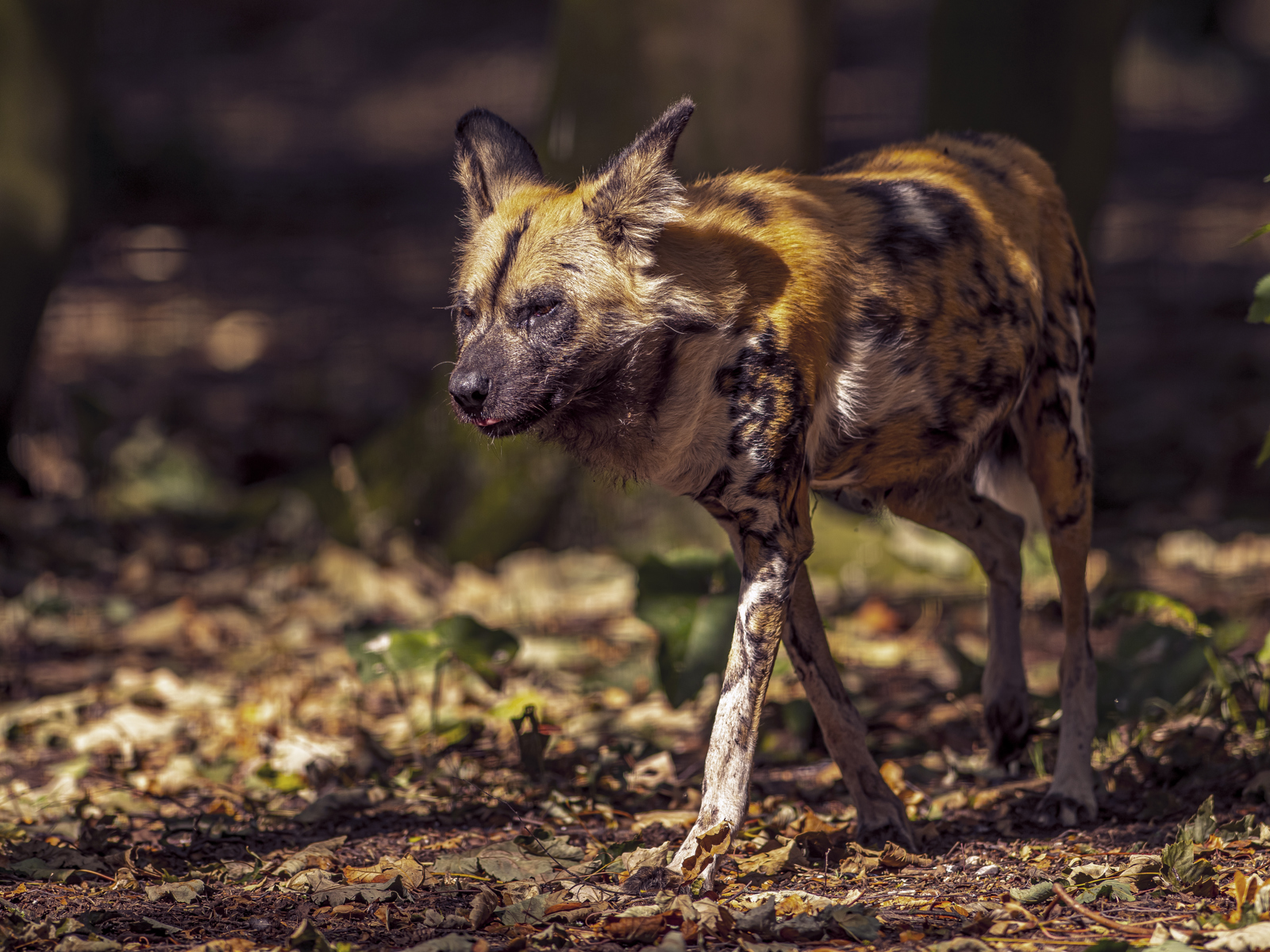 2022 08 22 2022Painted Dog 3 Dr Ywp