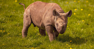 2024 Rocco The Rhino Dr Ywp 64