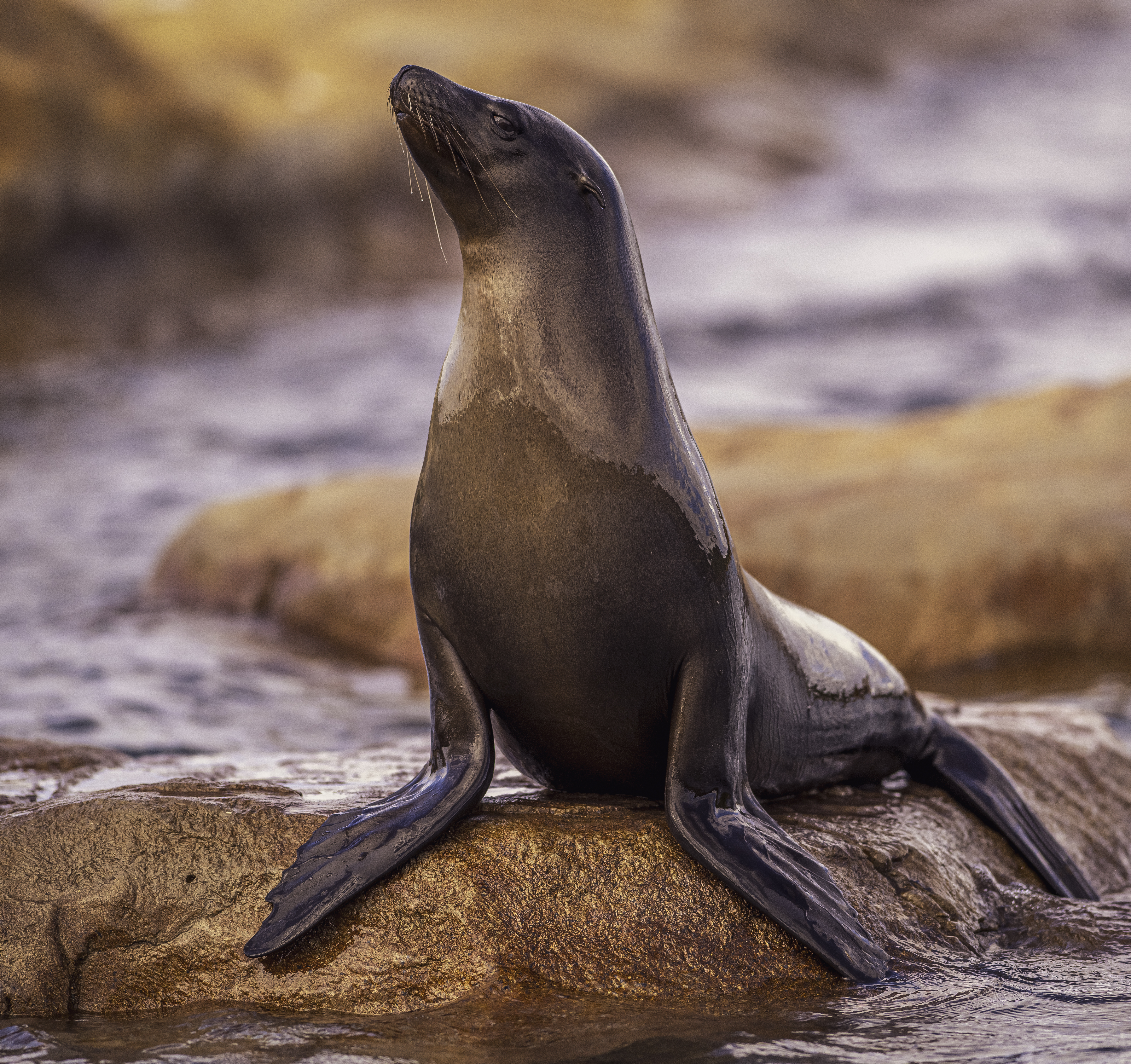2024 Sea Lions At Point Lobos Dr Ywp 59
