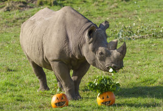 YWP Halloween Rhino 002