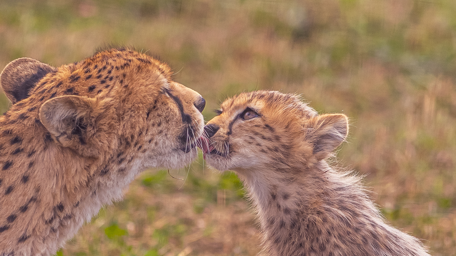 2024 Cheetah Territory Dr Ywp 176