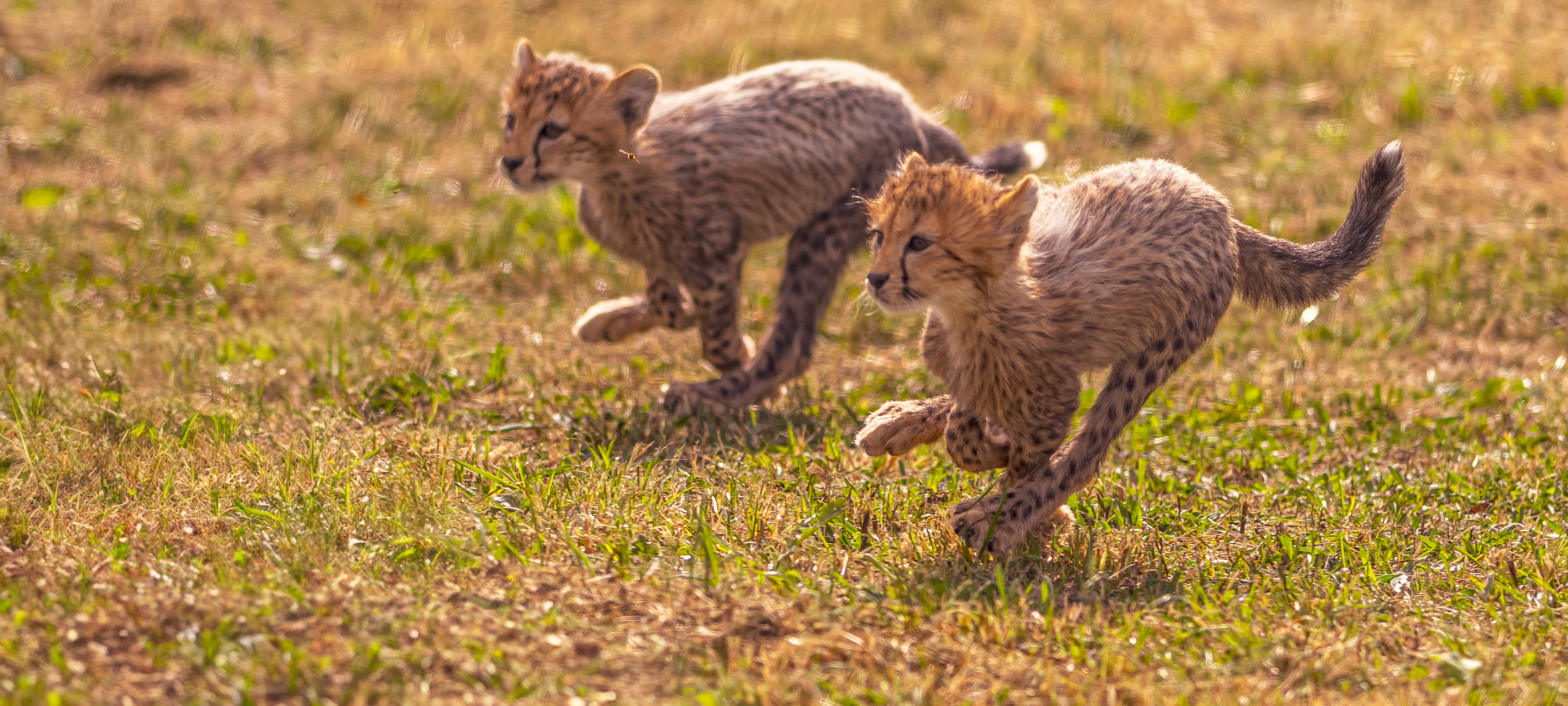 2024 Cheetah Territory Dr Ywp 194