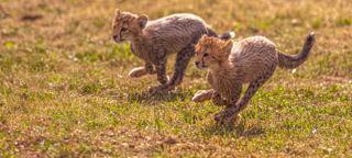 2024 Cheetah Territory Dr Ywp 194