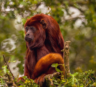 2024 Howler Monkey Dr Ywp 21