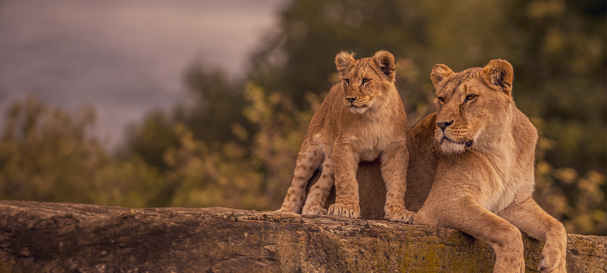 Web Hero Bg Mothers Day