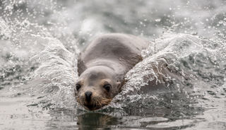 2021 06 04 2021Point Lobos Seal Lions Enjoying The Water 12 Dr Ywp