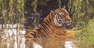 2022 08 22 2022Land Of The Tiger 79 Dr Ywp