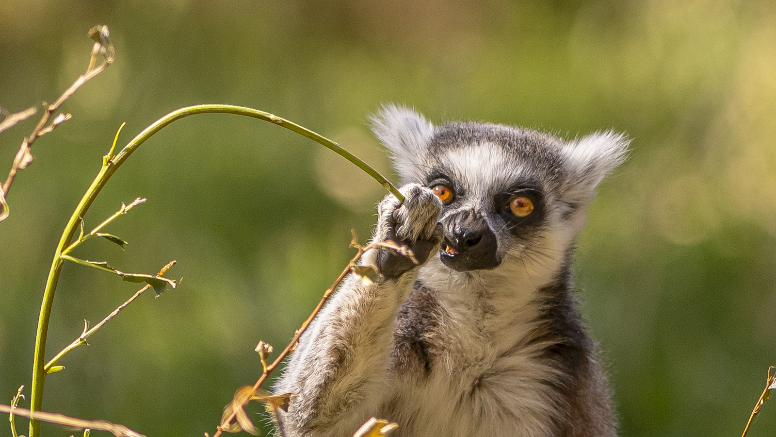 2022 08 22 2022Ring Tailed Lemur 13 Dr Ywp