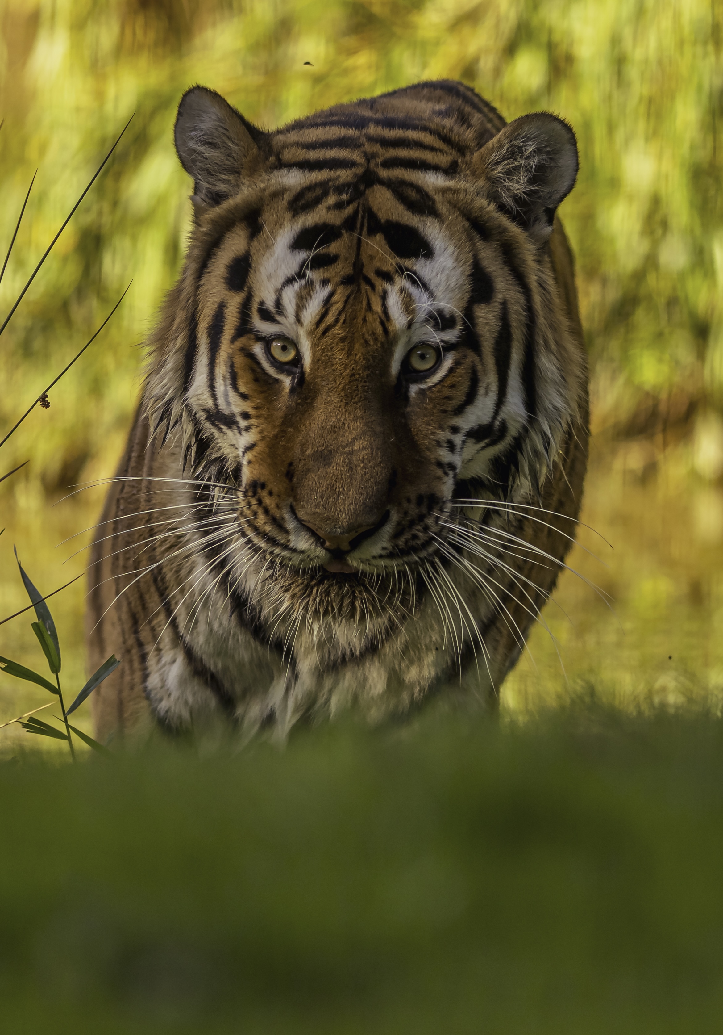 2025 Land Of The Tiger Altai Dr Ywp 78