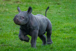 Yorkshire Wildlife Park Rhino 004
