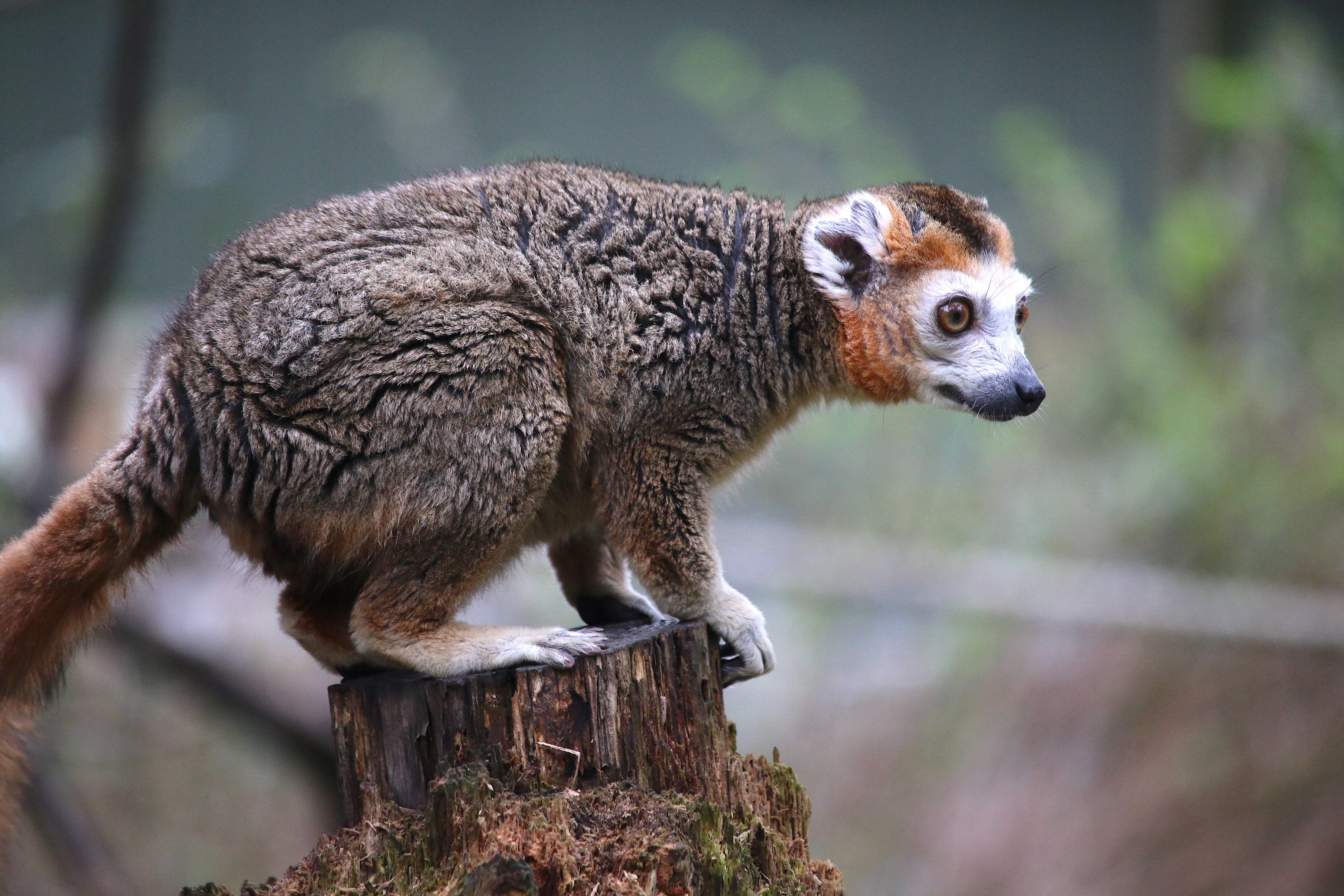 Crowned Lemurs