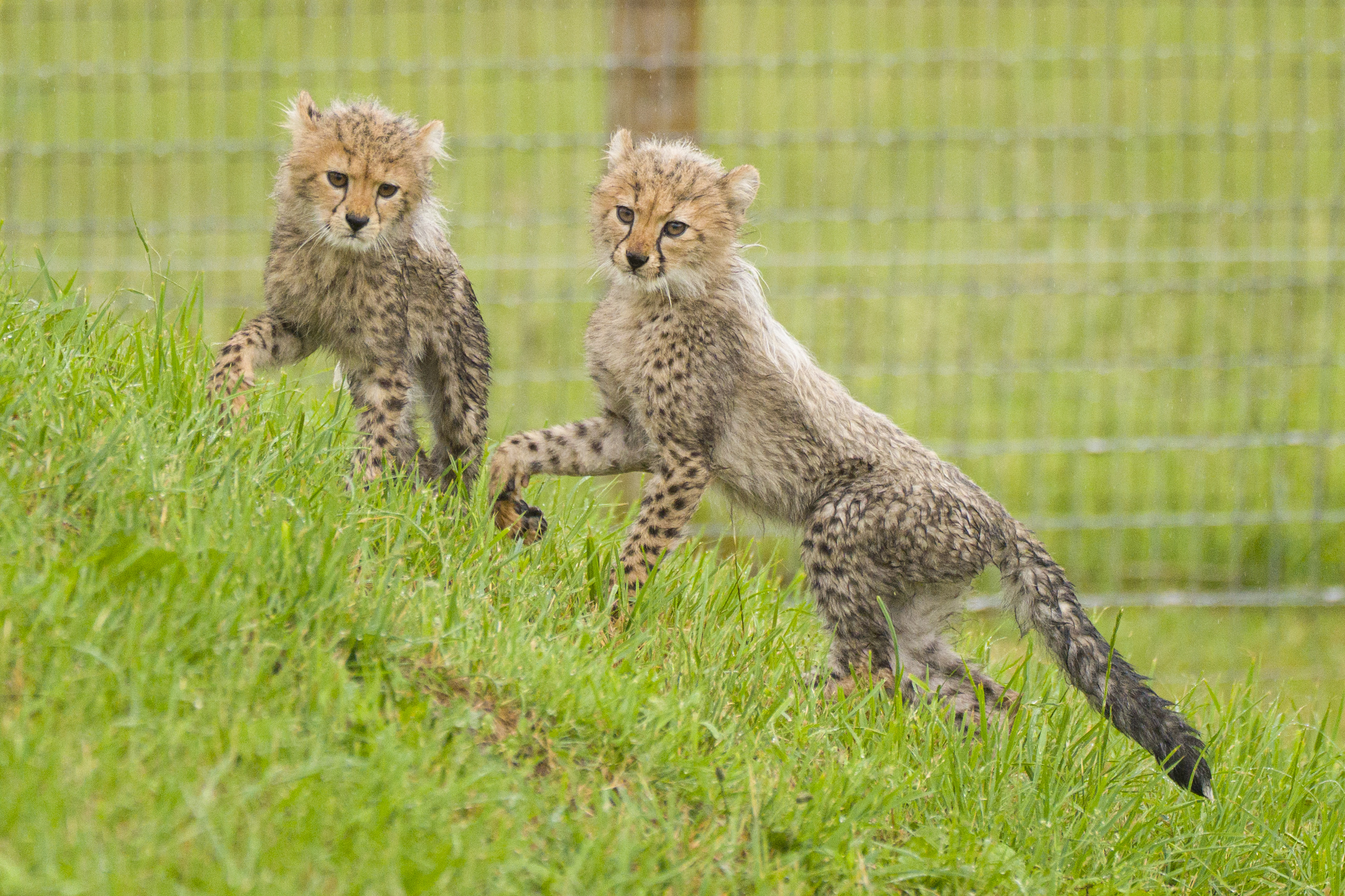 YWP Cheetah Cubs 021