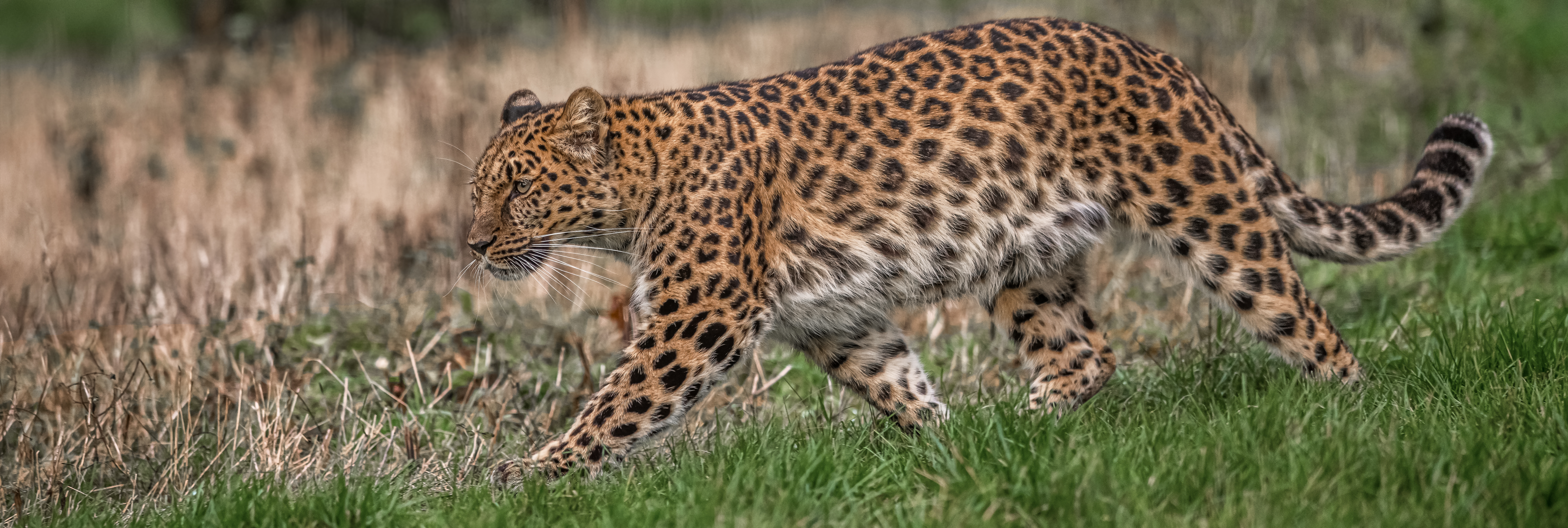 2019Freya On The Run 1 Dr Ywp