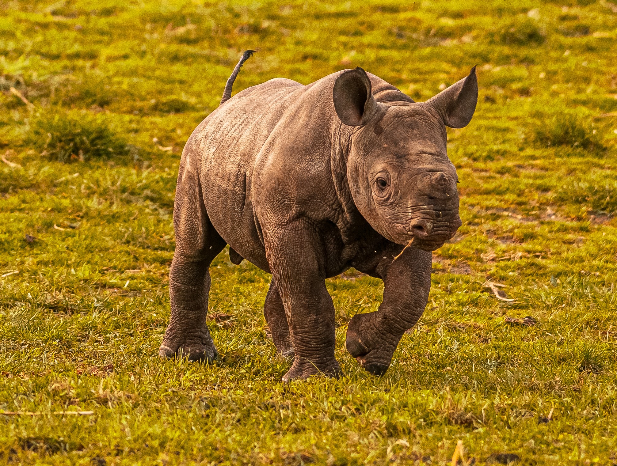 2024 Rocco The Rhino Dr Ywp 6