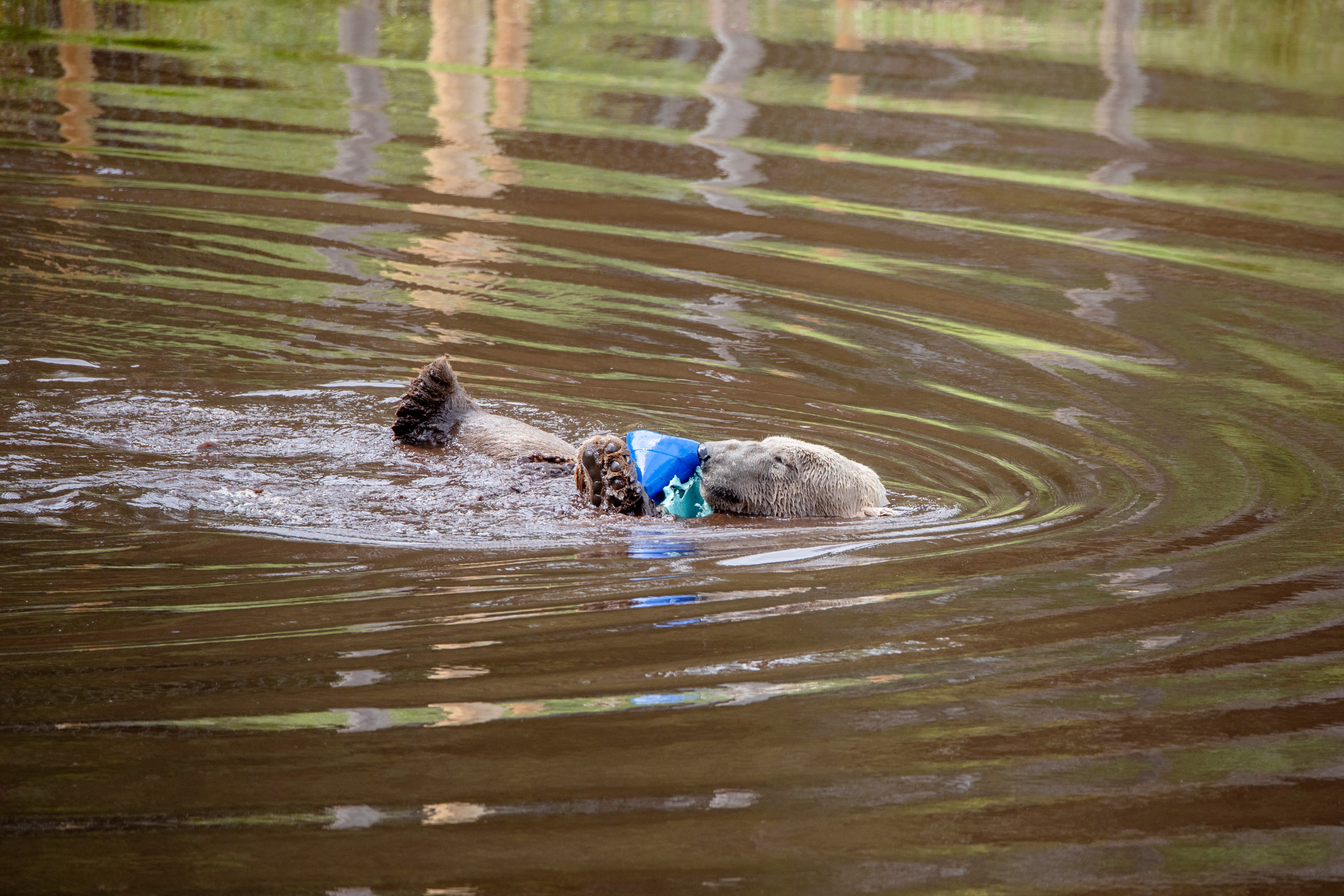 25 06 Polar Bear Brodie Swimming WAL 2