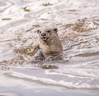 2023 05 31 2023 Smooth Coated Otters 17 Dr Ywp