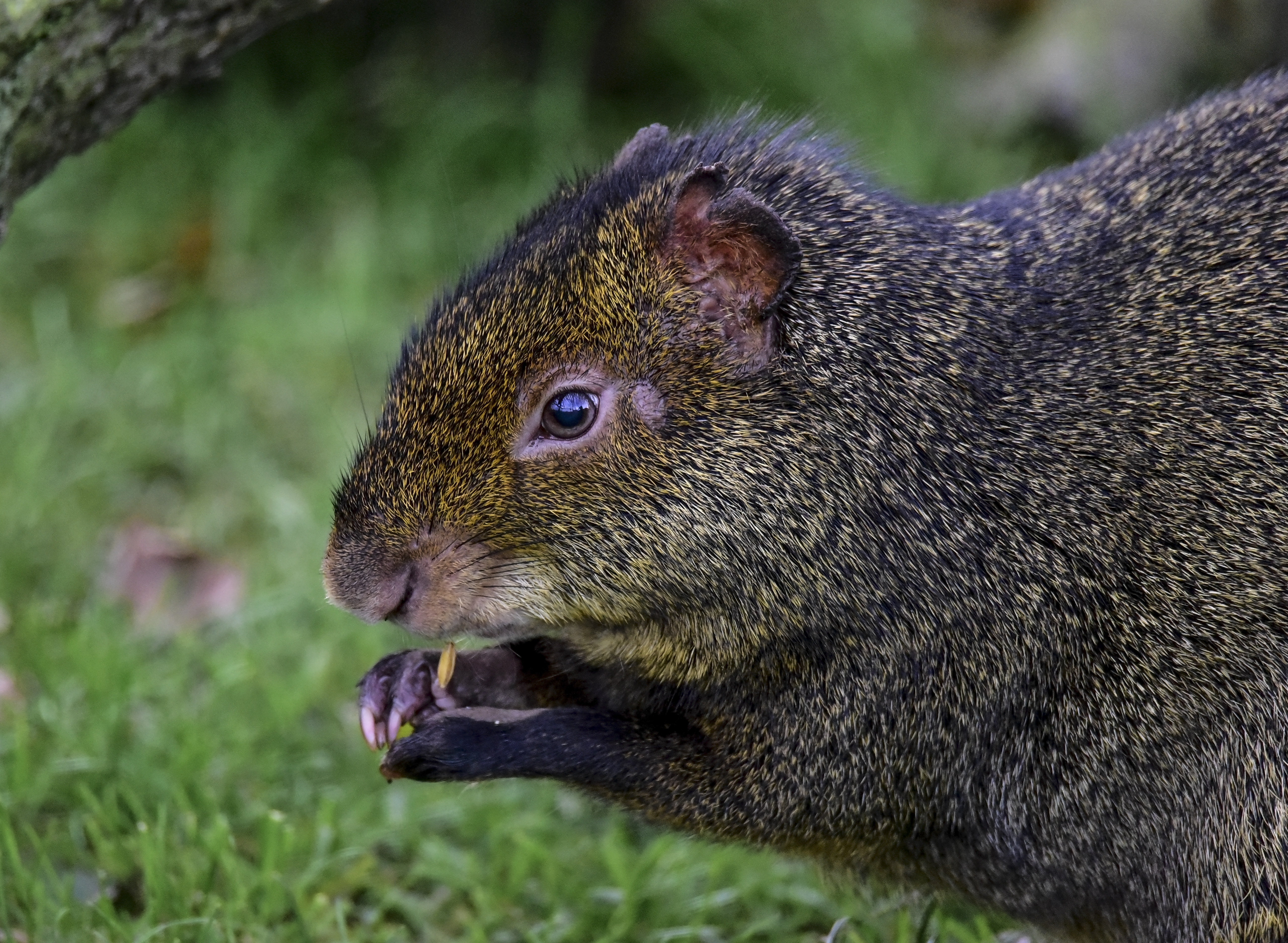 Agouti Eating Ywp