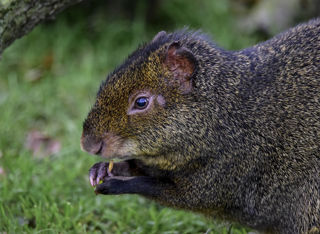 Agouti Eating Ywp