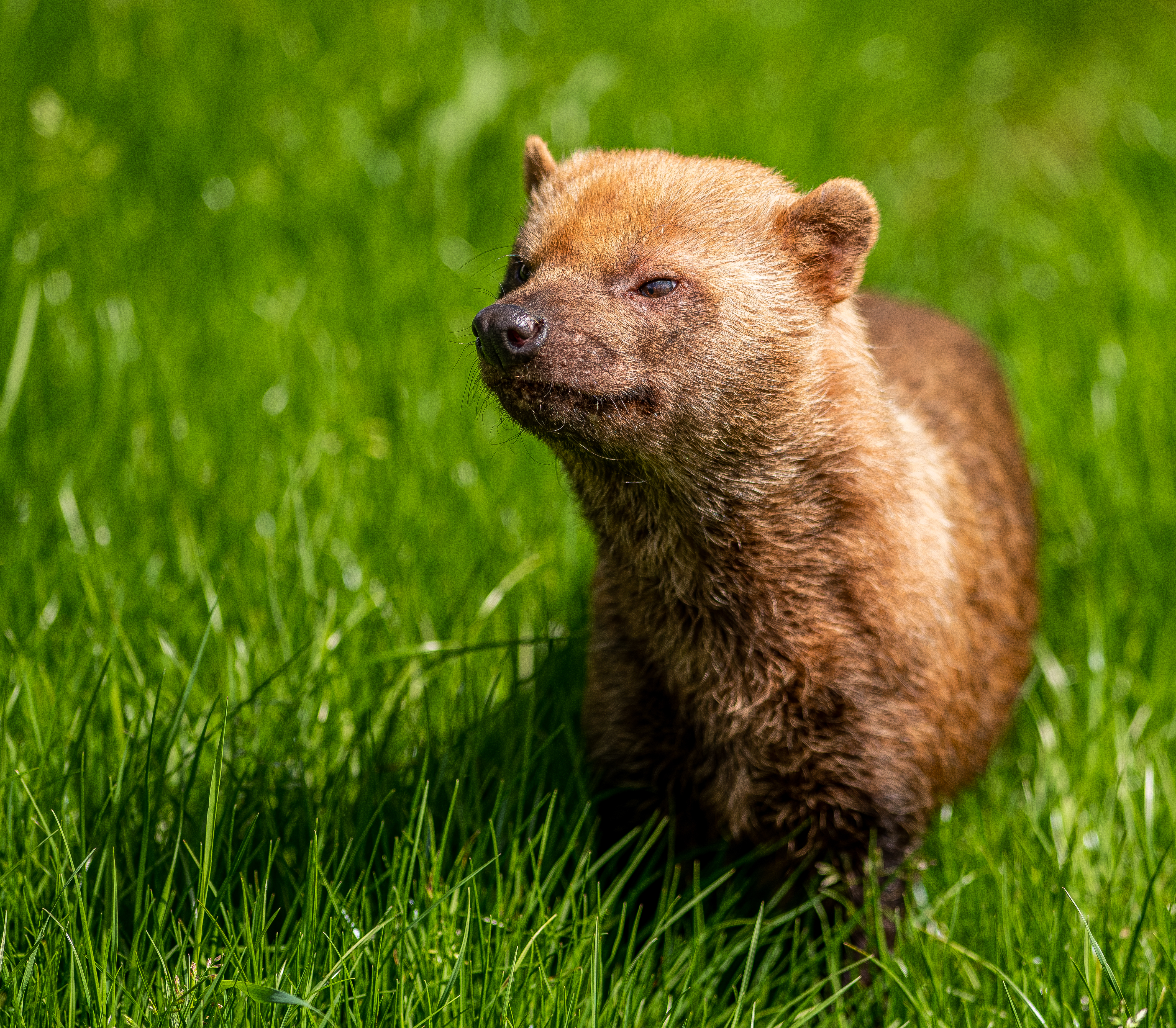 2021 06 04 2021Bush Dog Portrait 1 Dr Ywp