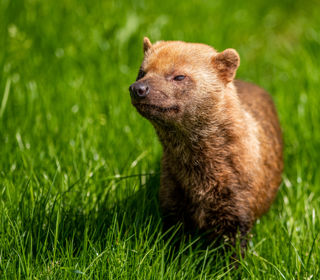 2021 06 04 2021Bush Dog Portrait 1 Dr Ywp
