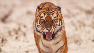 2023 Land Of The Tiger Dr Ywp 88