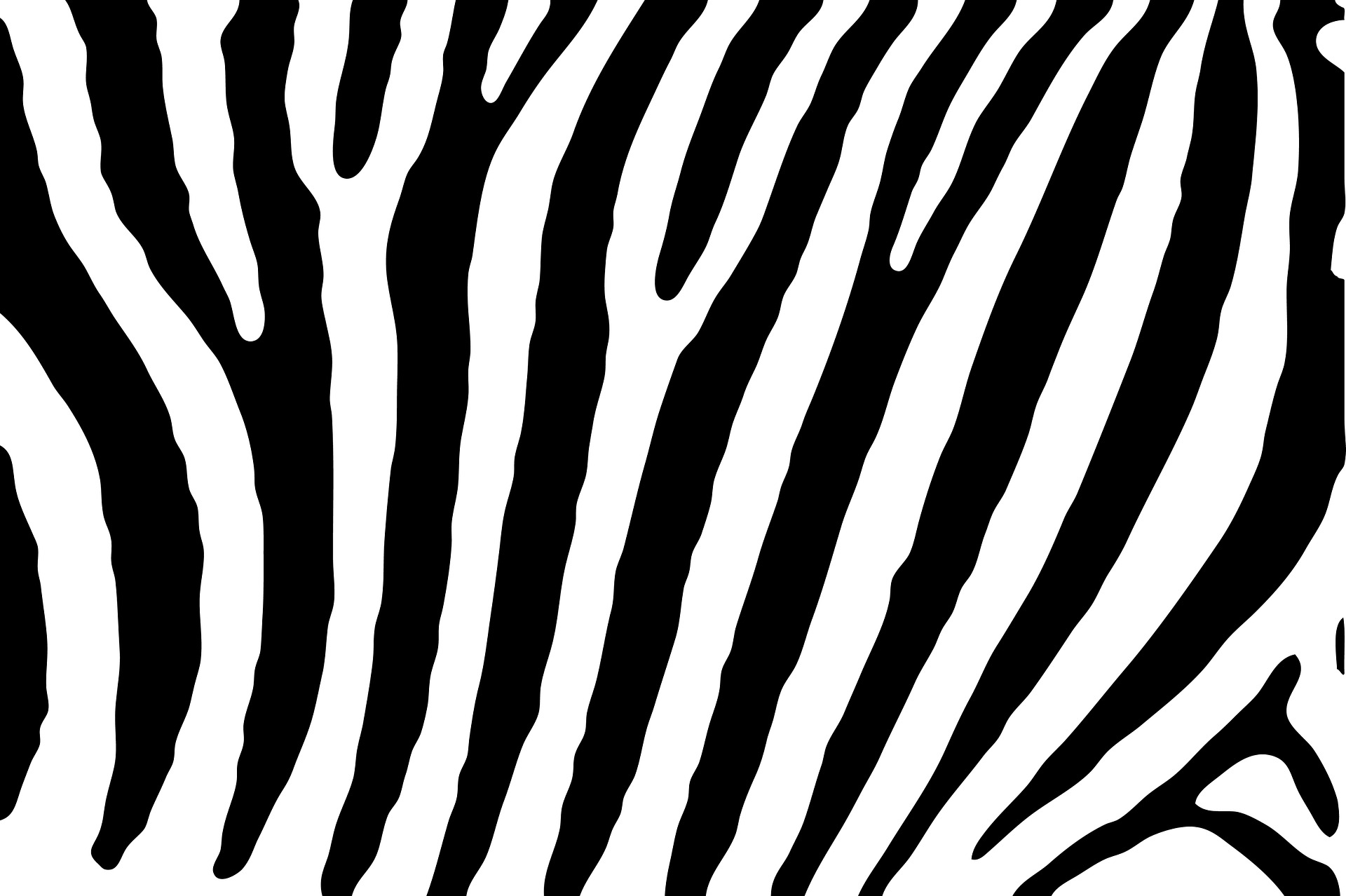 zebra stripes