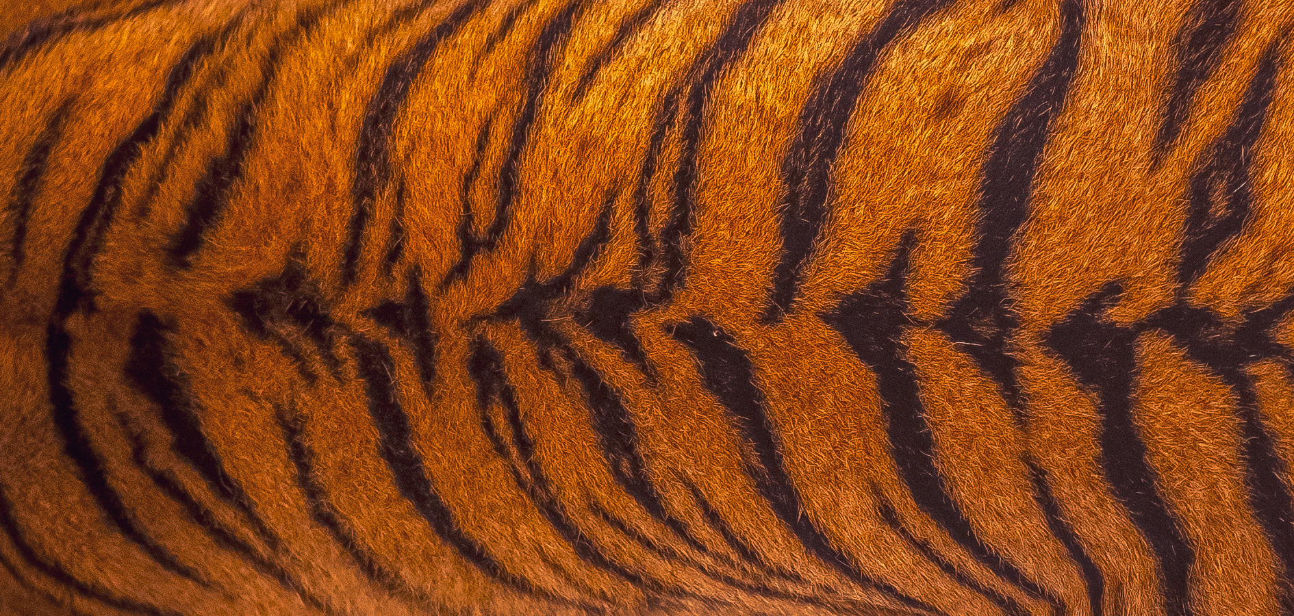 tiger stripes