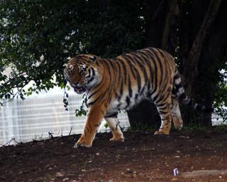 Sayan First Steps 1 (Large)