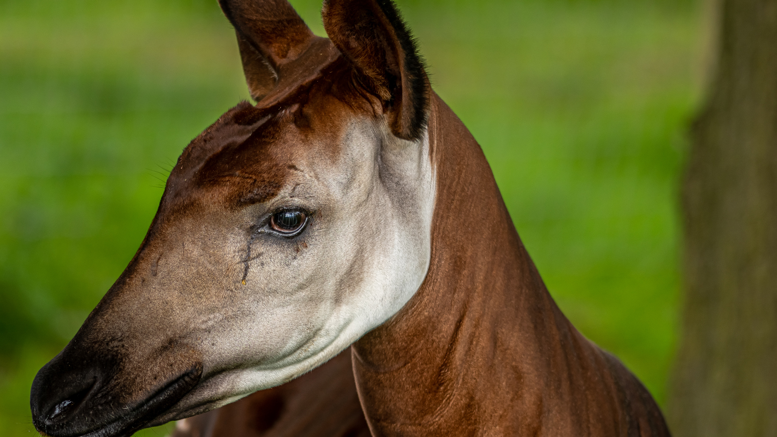 2022 06 01 2022Okapi Portrait 1 Dr Ywp