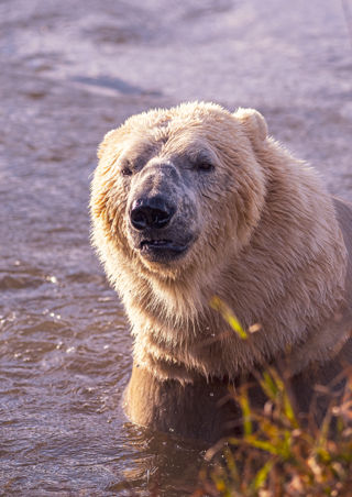 2023 Project Polar 1 Dr Ywp 4