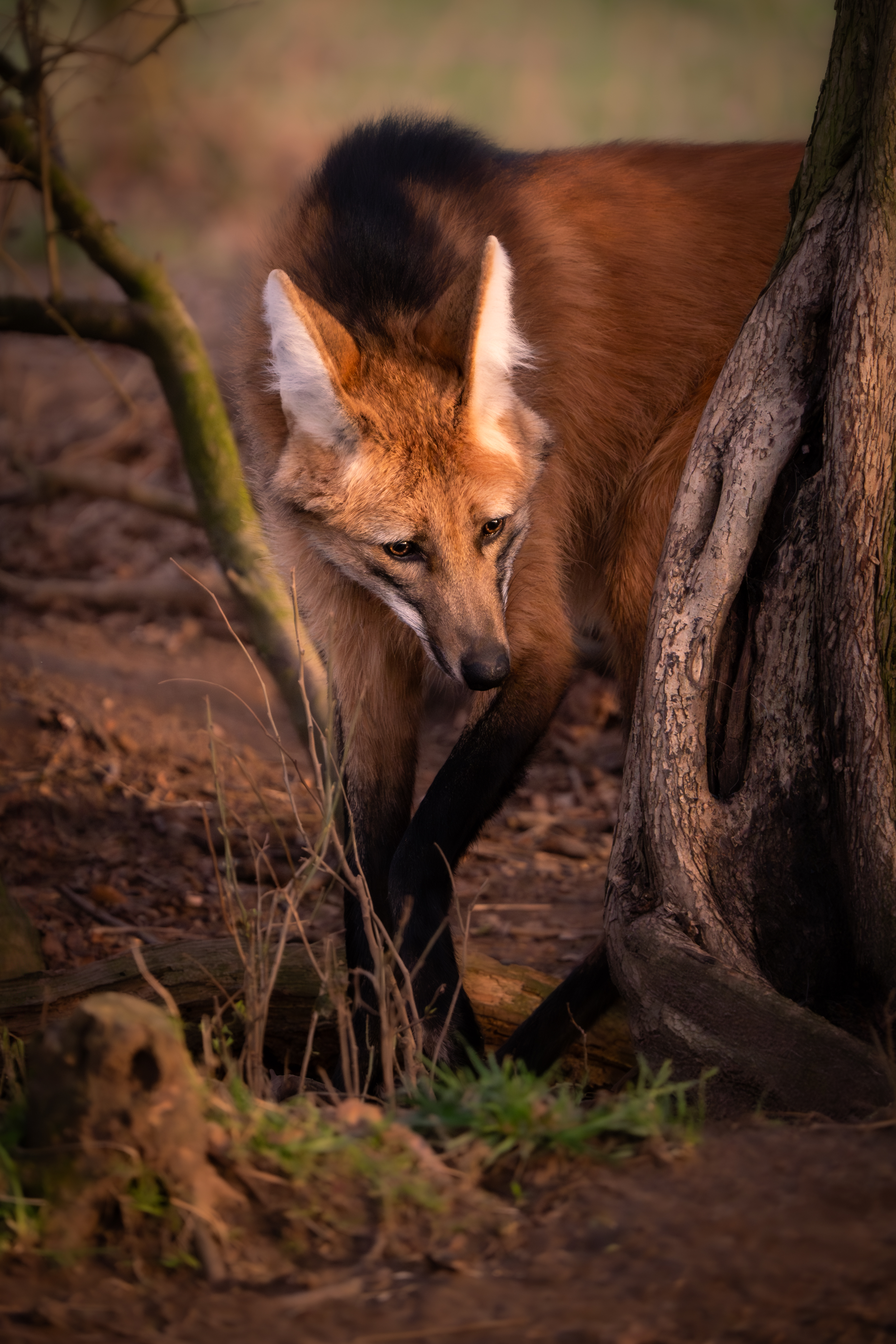 Paul Schofield The Twilight Strand Mammals Paul Schofield