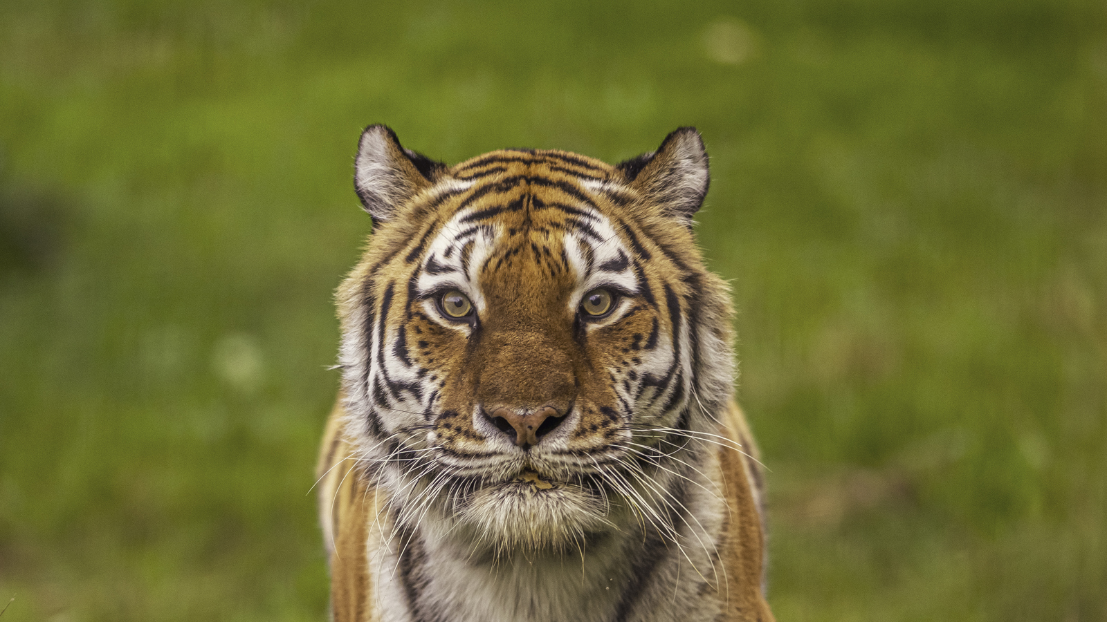 2024 Land Of The Tiger Dr Ywp 55