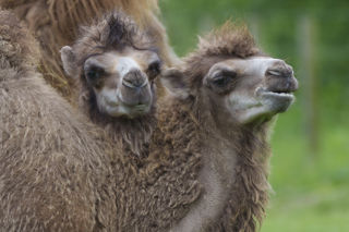 YWP Camels 009