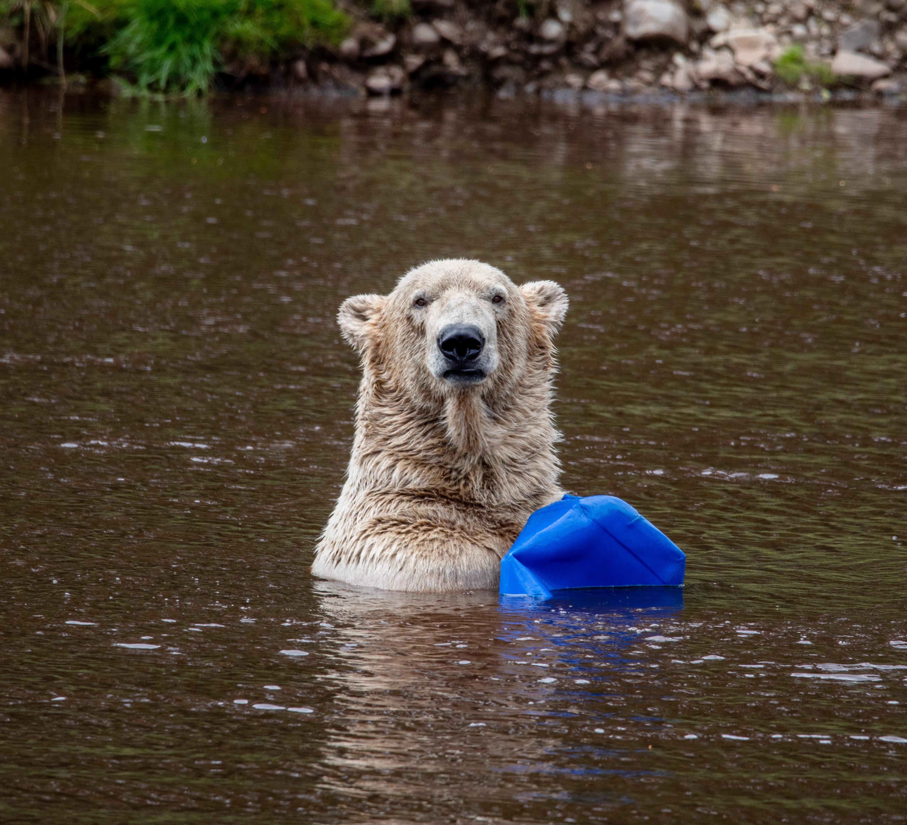 25 06 Polar Bear Brodie Swimming Wal 3 (1)