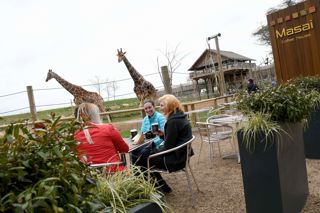 Ywp Masai Cafe Giraffes