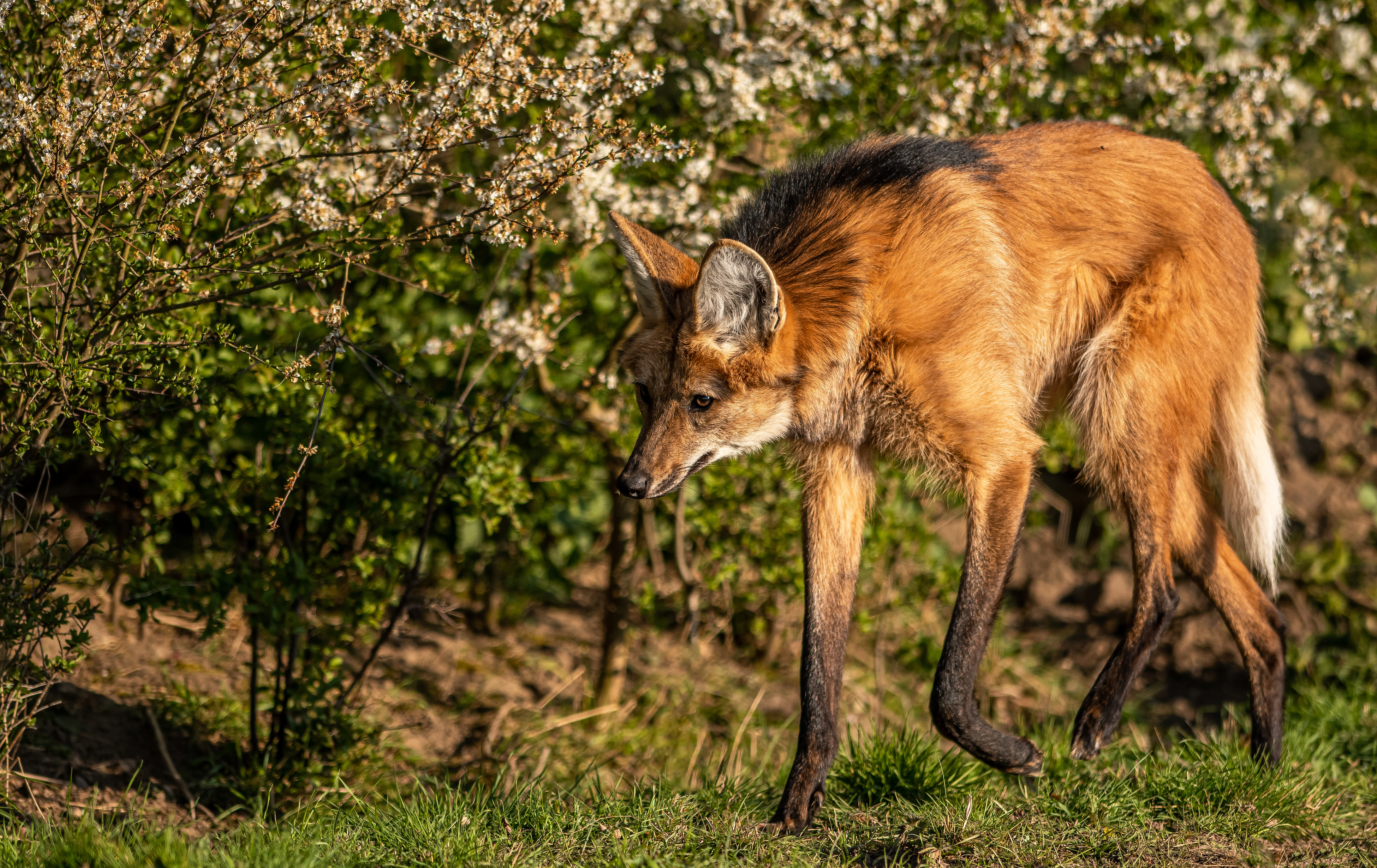 2021Maned Wolf On The Prowl 1 Dr Ywp Copy