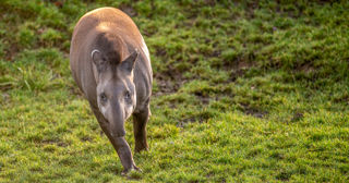 2023 01 23 2023 Tapir 1 Dr Ywp