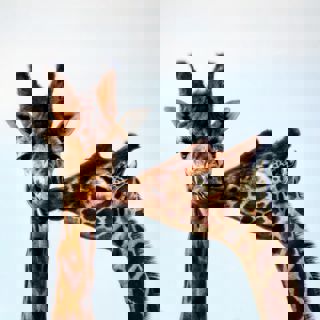 Giraffe Kiss Cr Emily Westgarth