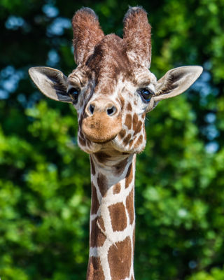 Giraffe Head Shot Face On (CR. Neil Hutchinson)