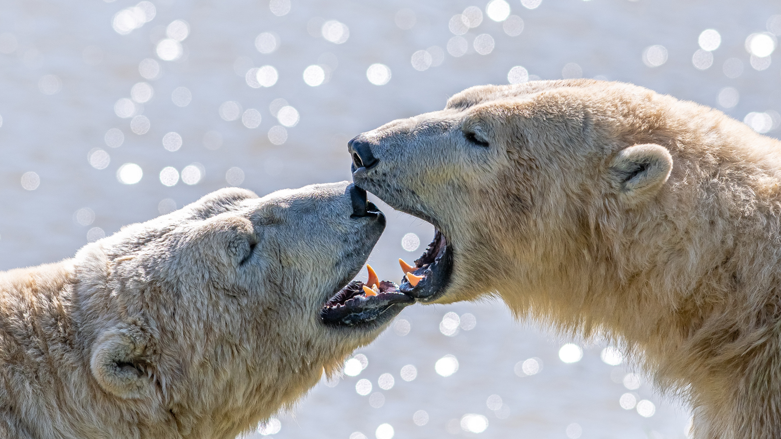 2023 05 03 2023 Project Polar 1 119 Dr Ywp
