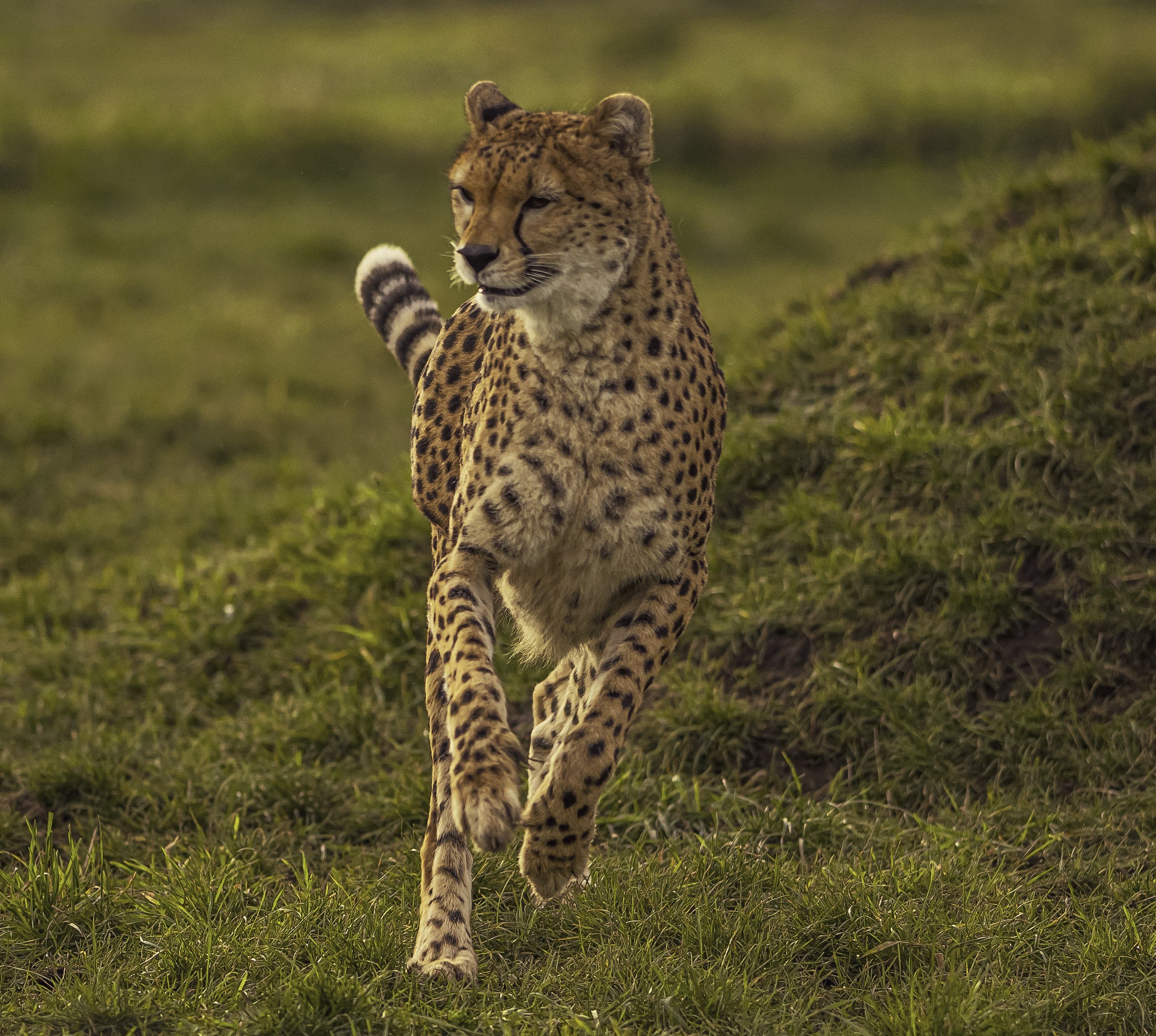 2025 Cheetah Territory Dr Ywp 13