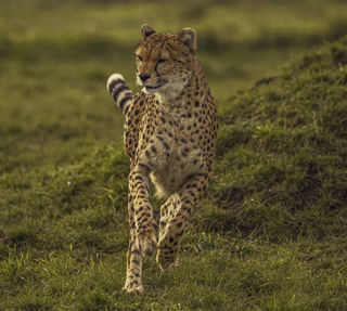 2025 Cheetah Territory Dr Ywp 13