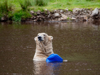 25 06 Polar Bear Brodie Swimming WAL 4