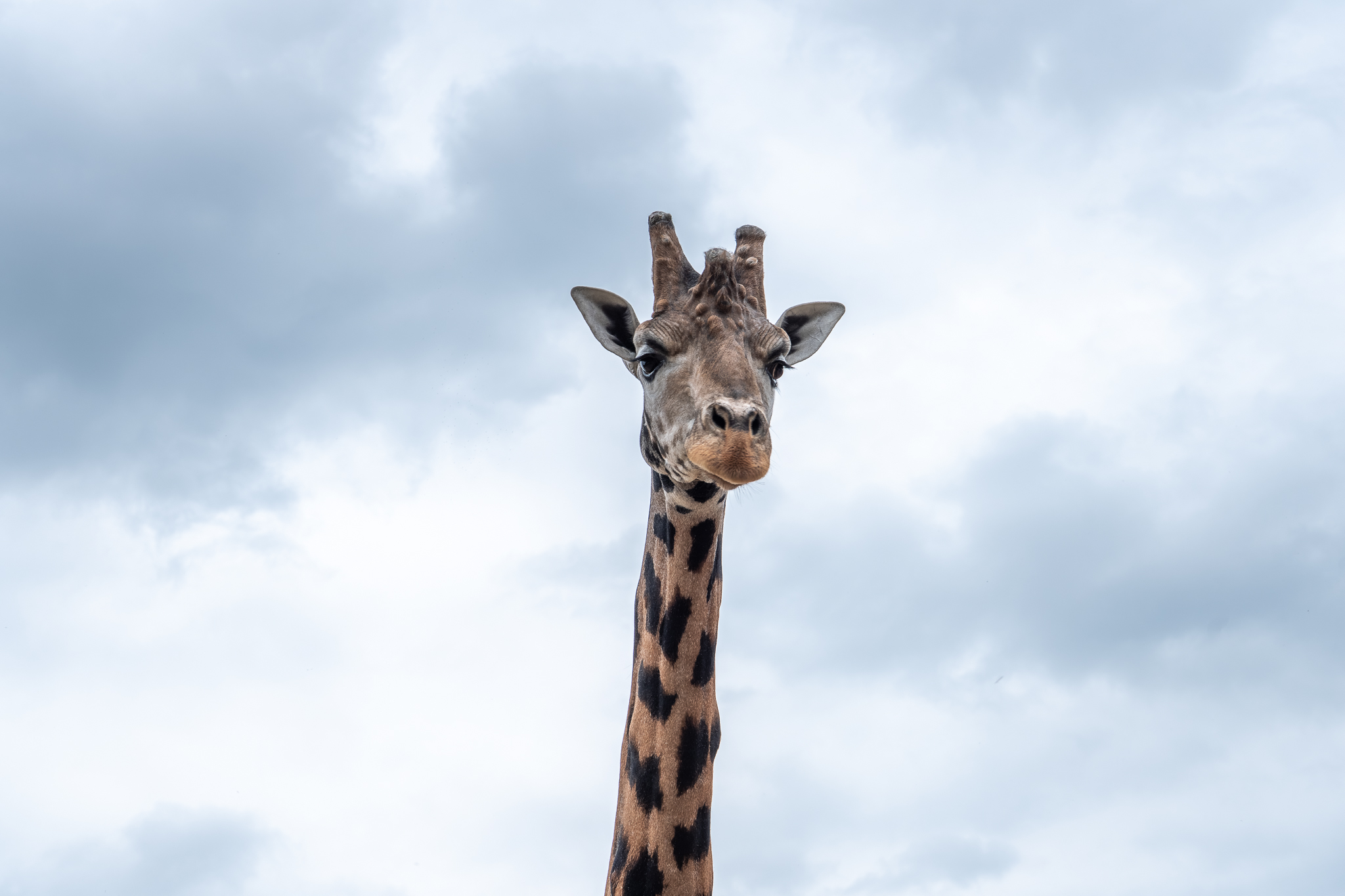 New Giraffe Setanta Arrival 8